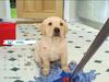 2006 Puppy Calendar - 04