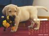 2006 Puppy Calendar - 05