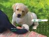 2006 Puppy Calendar - 06