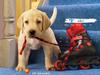 2006 Puppy Calendar - 07