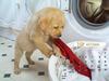 2006 Puppy Calendar - 10