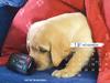 2006 Puppy Calendar - 11
