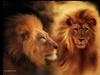 lions