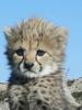 Cheetah cub