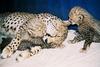 Cheetah cubs