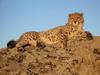 Cheetah cub