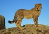Cheetah cub