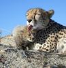 Cheetah cub