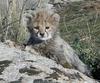 Cheetah cub