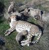 Cheetah cub