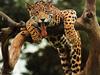 Panther