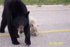 Bears