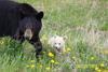 Bears