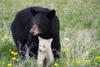 Bears