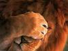 Lion's shame