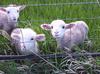 lambs