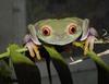 TreeFrog