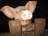 pig face