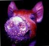 Painted pig