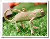 Baby Chameleon