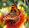 ButterFly On Flower
