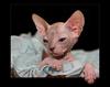 Cat Thing