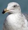 Avila Bird