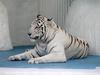 white tiger