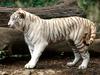 white tiger