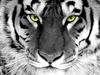 tiger eyes