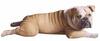 bulldog