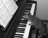 cat playing piano