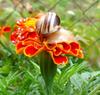 Snail