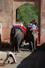 elephant dump collector