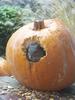 squirrel in pumpkin