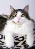 suprized cat