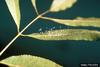 Green Lacewings (Chrysopa sp.) eggs