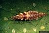 Green Lacewings (Chrysopa sp.) larva