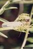 Green Lacewings (Chrysopa sp.)