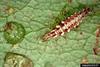 Green Lacewings (Chrysopa sp.) larvae