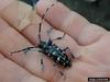 Citrus Longhorned Beetle (Anoplophora chinensis)