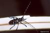 Asian Longhorned Beetle (Anoplophora glabripennis)