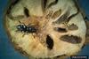 Asian Longhorned Beetle (Anoplophora glabripennis)