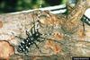 Asian Longhorned Beetle (Anoplophora glabripennis)
