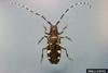 Asian Longhorned Beetle (Anoplophora glabripennis)