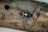 Asian Longhorned Beetle (Anoplophora glabripennis)