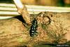 Asian Longhorned Beetle (Anoplophora glabripennis)