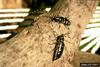 Asian Longhorned Beetle (Anoplophora glabripennis)