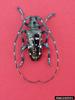 Asian Longhorned Beetle (Anoplophora glabripennis)