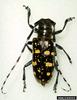 Asian Longhorned Beetle (Anoplophora glabripennis)